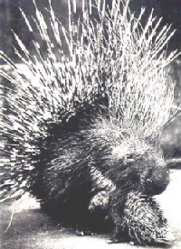 Don't Mess With Porcupines!